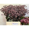 Sedum Matrona