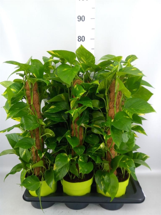 <h4>Epipremnum pinn.   ...moss stick</h4>