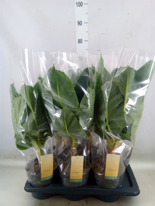 <h4>Musa  'Tropicana'</h4>