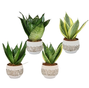 SANSEVIERIA HYBRID p6 kalahari