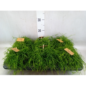 Rhipsalis   ...