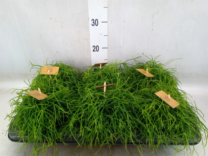 <h4>Rhipsalis   ...</h4>