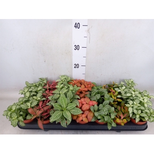Fittonia   ...mix 7