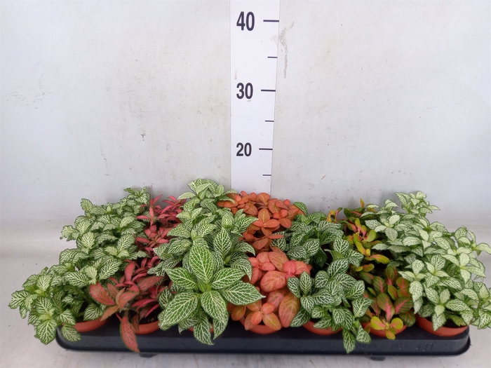 <h4>Fittonia   ...mix 7</h4>