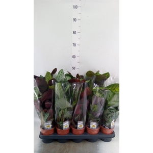 Calathea   ...mix 4