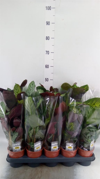 <h4>Calathea   ...mix 4</h4>