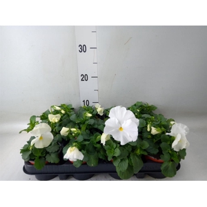 Viola corn. 'Evo Mini Lavender Pk'