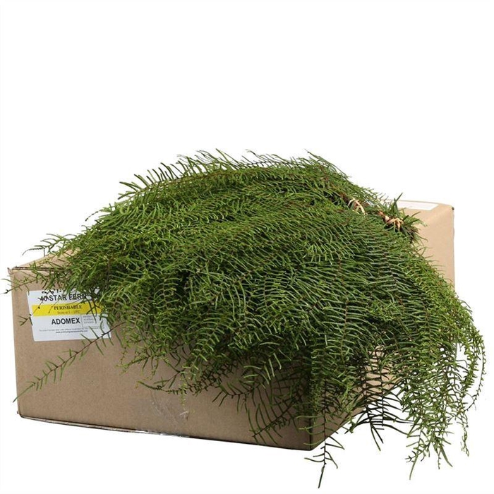 <h4>Starfern</h4>