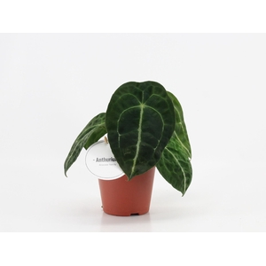 Anthurium blad