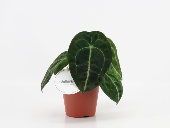 <h4>Anthurium blad</h4>