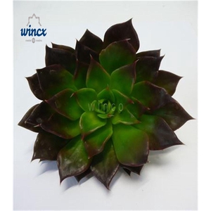 Echeveria Black Prince Cutflower Wincx-8cm