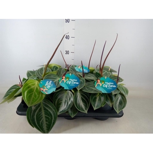 Peperomia