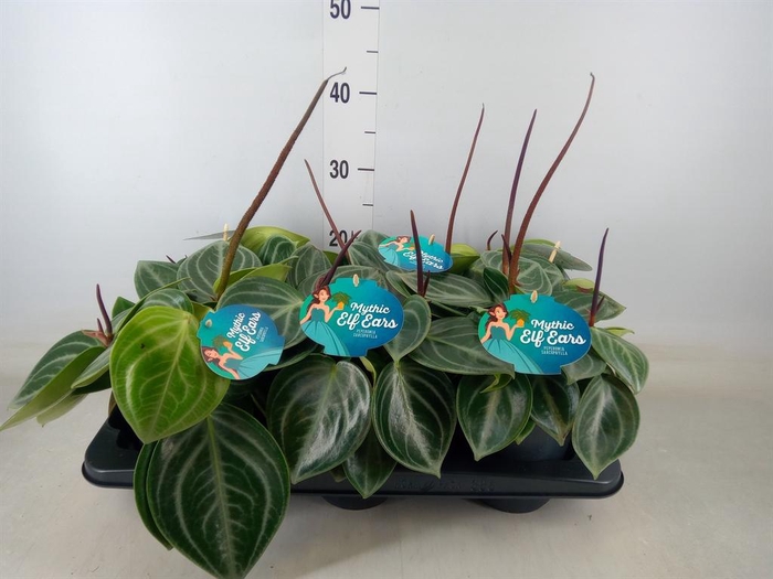 <h4>Peperomia</h4>