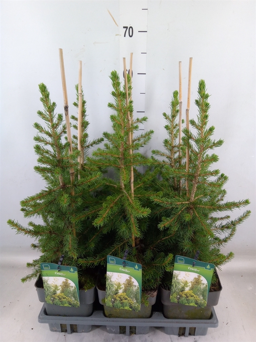 <h4>Picea   ...</h4>