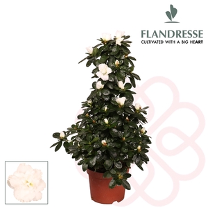 Azalea Flandresse® piramide 'wit' 65 cm