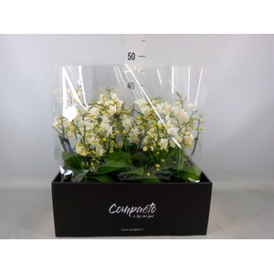 Phalaenopsis multi. 'Cream Punch'