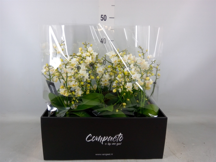 <h4>Phalaenopsis multi. 'Cream Punch'</h4>