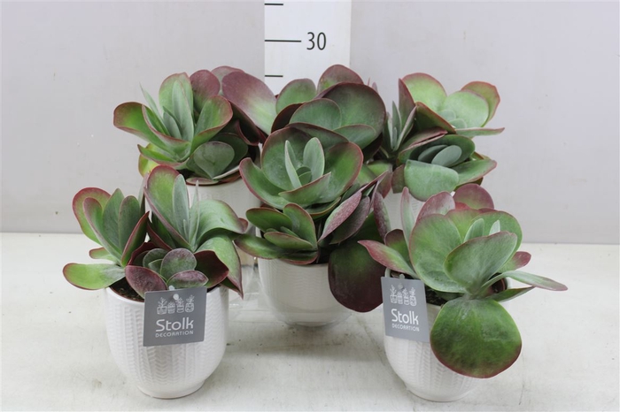 <h4>Kalanchoe Thyrsiflora In Liv Keramiek</h4>