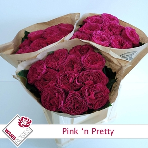 R GR PINK N PRETTY