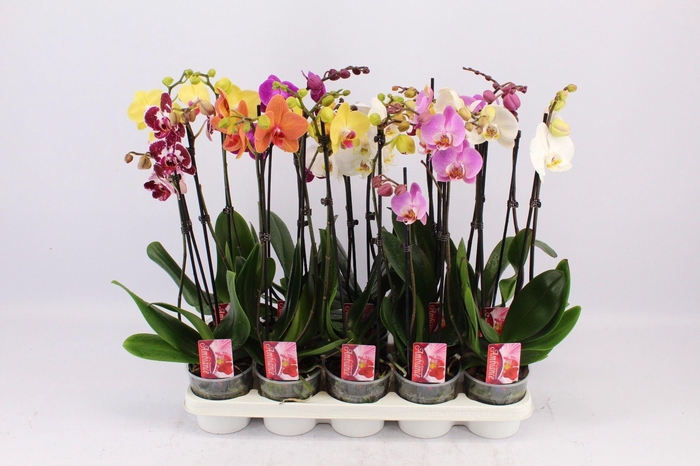 Phal 2 Tak Kort Mix