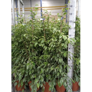 Ficus benja. 'Golden King'