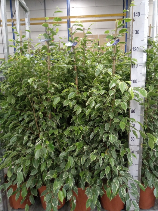 <h4>Ficus benja. 'Golden King'</h4>