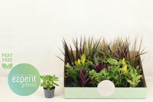 <h4>KAMERPL GEM OV</h4>