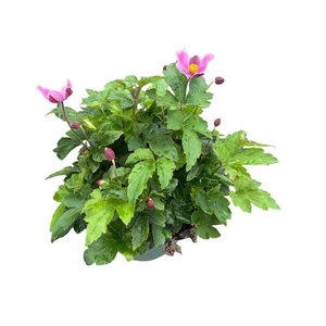 Anemone hupehensis Praecox