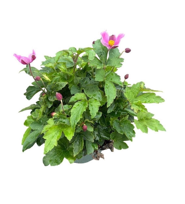 <h4>Anemone hupehensis Praecox</h4>