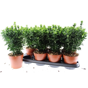 Euonymus japonicus Green Spire