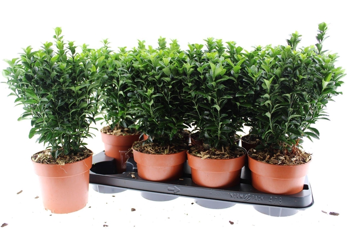 <h4>Euonymus japonicus Green Spire</h4>