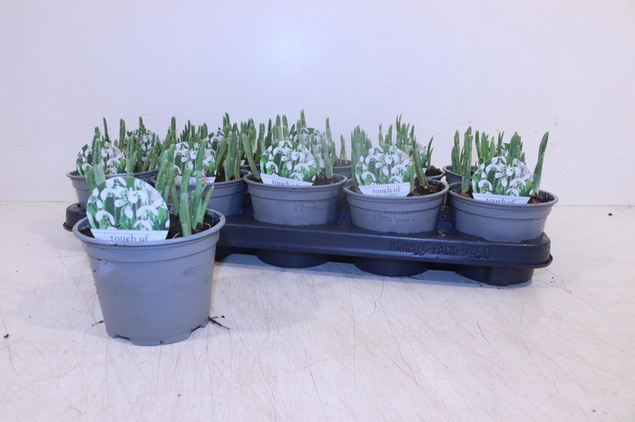 <h4>GALANTHUS HIPPOLYTA</h4>