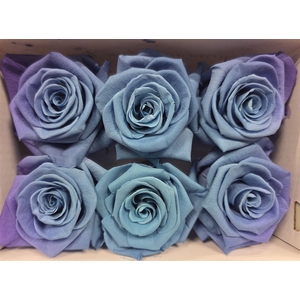 Ro Pres Classic Lila Blue