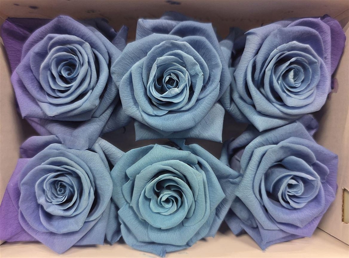 <h4>Ro Pres Classic Lila Blue</h4>