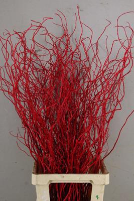 <h4>Salix Tortuosa Red</h4>