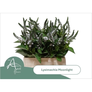 LYSIM MOONLIGHT