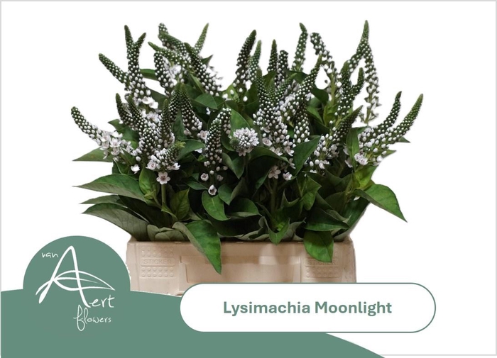 <h4>LYSIM MOONLIGHT</h4>