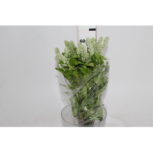 CAMARAO VERDE 050 CM
