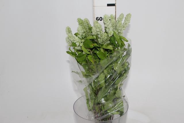 <h4>CAMARAO VERDE 050 CM</h4>