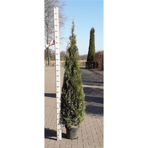 Thuja occidentalis 'Smaragd'