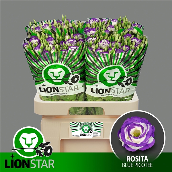 <h4>Rosita Blue Picotee</h4>