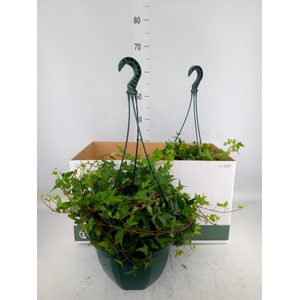 Hedera helix 'Shamrock'