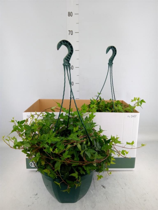 <h4>Hedera helix 'Shamrock'</h4>