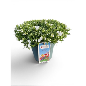 Phlox Subulata Fabulous P15 White