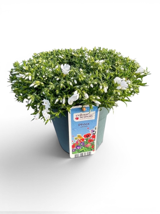 <h4>Phlox Subulata Fabulous P15 White</h4>
