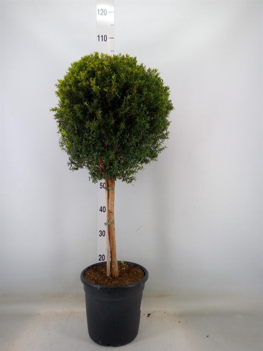 <h4>Myrtus communis</h4>