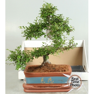 BONSAI GEM