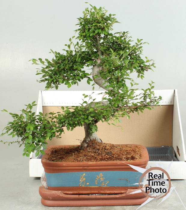 <h4>BONSAI GEM</h4>