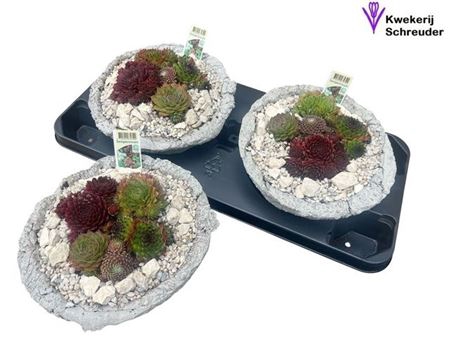 <h4>Arr Tuinplanten Beton Rond</h4>
