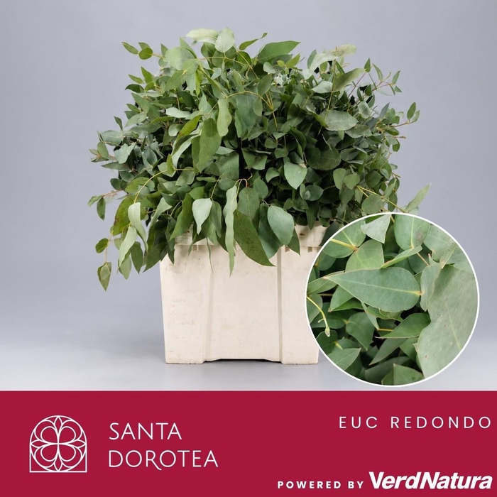 <h4>Eucalyptus globulus redondo</h4>